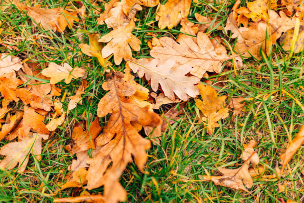 Texture des feuilles d'automne. Litière de feuilles de chêne jaune sur le sol en
 - Photo, image