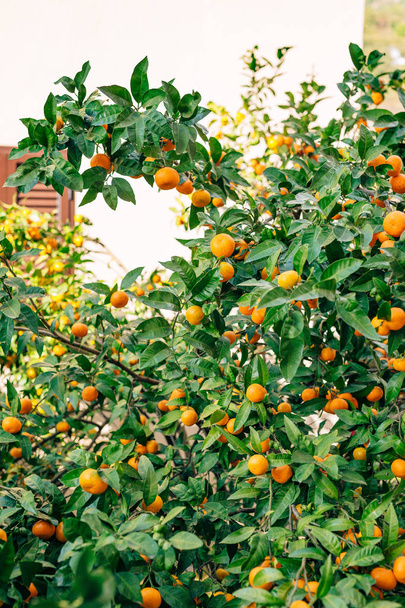 Mandaryn pomarańczowy na drzewie. Dojrzałe mandarynki. Czarnogórski mandari - Zdjęcie, obraz