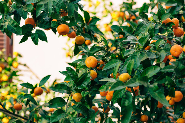 Orange mandarin on the tree. Ripe tangerine. Montenegrin mandari - Φωτογραφία, εικόνα