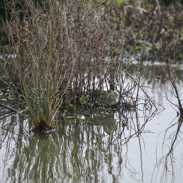 Snipe birds well camouflaged hiding in grass on lake Gallinago G - Photo, Image