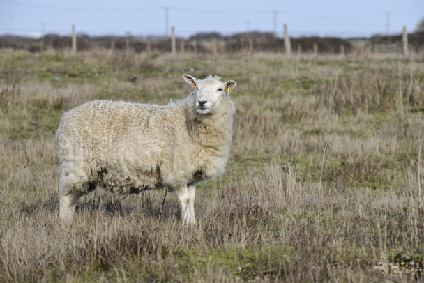 Moutons à pelage long pâturage sur herbe longue dans le champ d'hiver
 - Photo, image