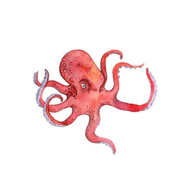 watercolor drawing red octopus - Foto, Imagem