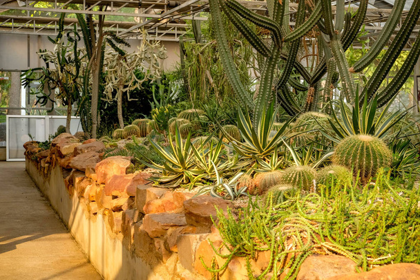 Cactus succulent plant in the glass house - Fotó, kép