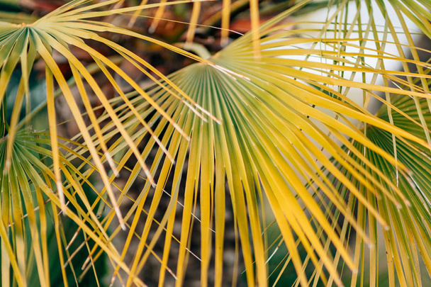 A branch of a palm tree close-up - Фото, зображення