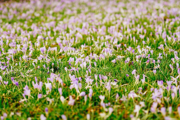 A lot of crocuses in the grass. A field of crocuses in green gra - Fotó, kép