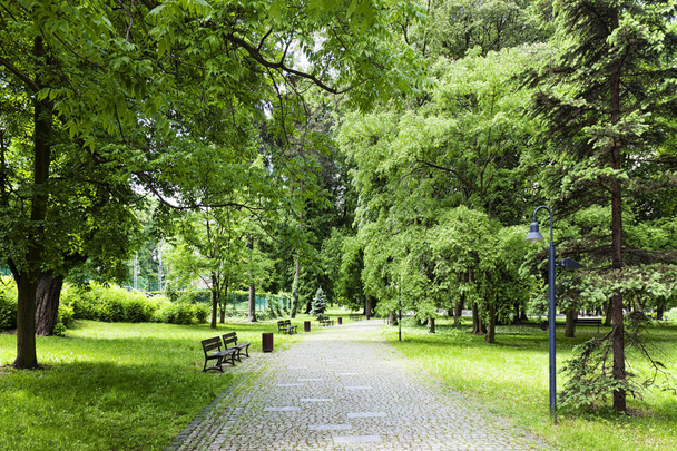 Green park in spring - Foto, afbeelding