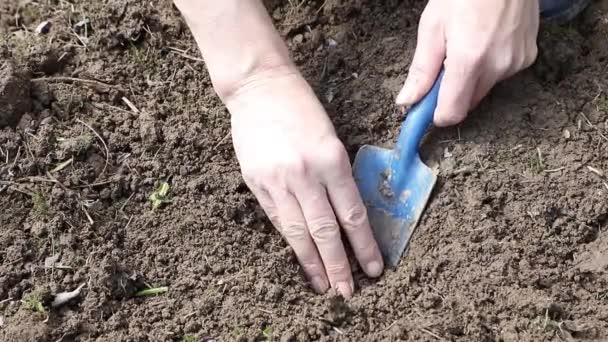 Garden works - Planting flower bulb - Filmagem, Vídeo