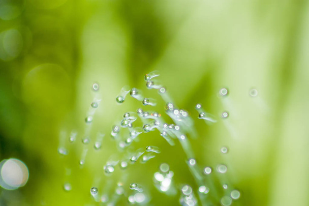 たス背景緑の草と drope - 写真・画像