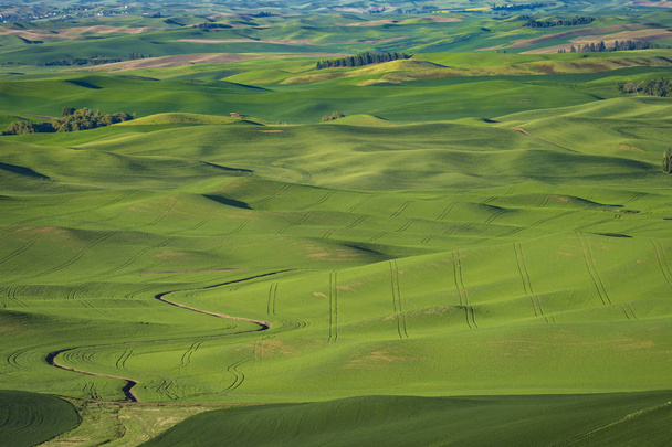A Kelet-Washington állam zöld búza mezők - Fotó, kép