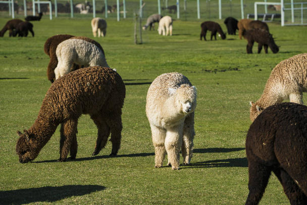 Herd of alpaca on a ranch - Fotoğraf, Görsel