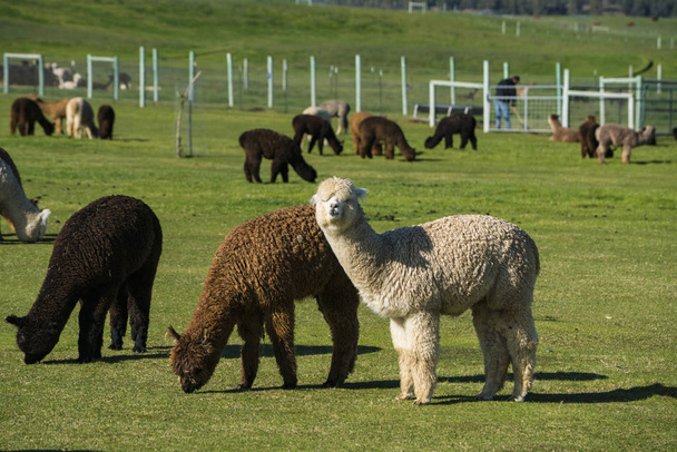 Herd of alpaca on a ranch - 写真・画像