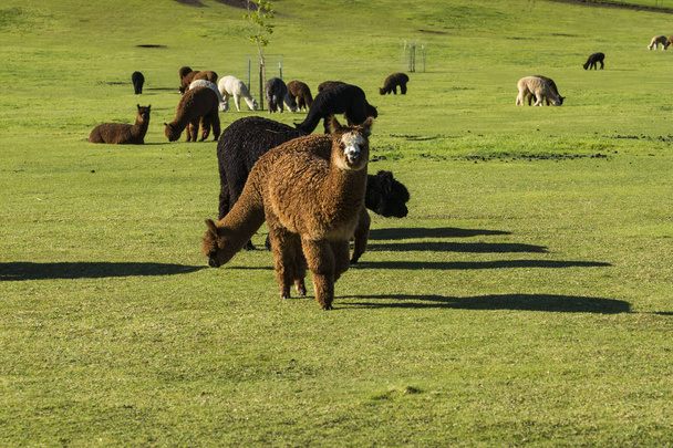 Herd of alpaca on a ranch - Valokuva, kuva