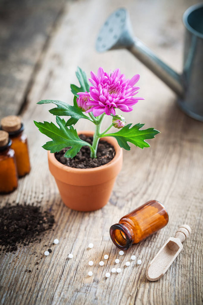 Homeopathic remedies for plant and crops, chrysanthemum flower in pot and watering can. Natural alternative treatment of plant diseases - Photo, image