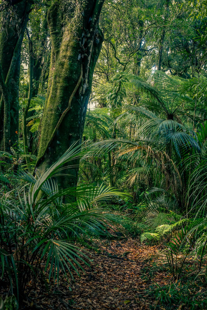 Tropisch woud jungle - Foto, afbeelding