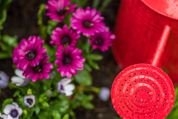 red watering can and purple flowers with raindrops - Photo, Image