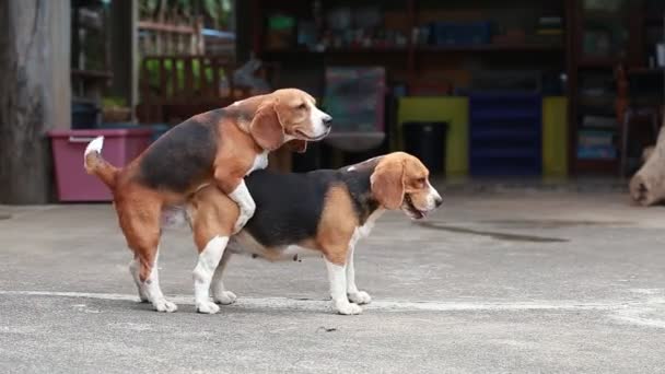 purebred beagle dog are breeding, dog mating - Footage, Video