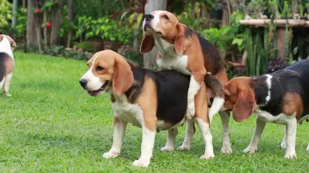 cane beagle di razza pura stanno riproducendo, cane accoppiamento
 - Filmati, video