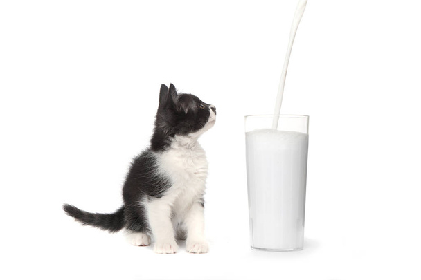 Cute Kitten Watching Milk Pour Into a Glass - Foto, imagen