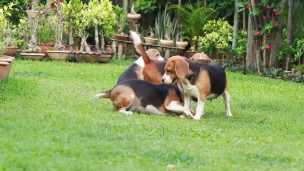 Beagle psa hrát na trávníku - Záběry, video
