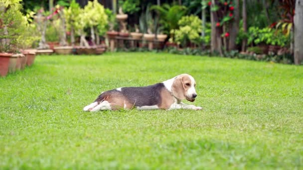 Fauler Beagle-Hund auf dem Rasen  - Filmmaterial, Video