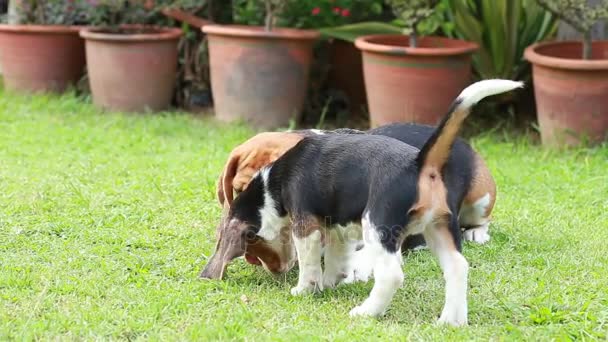 felnőtt- és beagle kiskutya harcolnak egy gyümölcs. MOV - Felvétel, videó