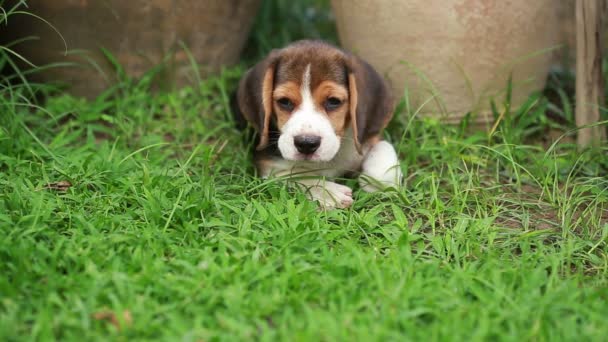beagle puppy want to sleep - Footage, Video