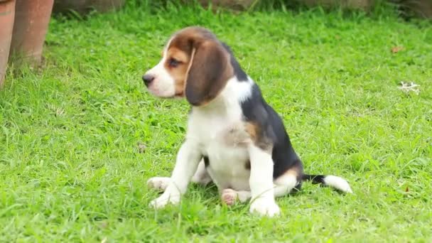 rasa beagle pies szuka czegoś - Materiał filmowy, wideo