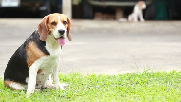 Reinrassiger Beagle-Hund auf der Suche nach etwas - Filmmaterial, Video