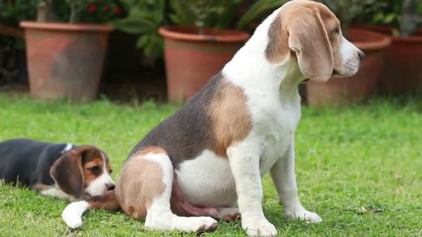 rasa beagle pies szuka czegoś - Materiał filmowy, wideo