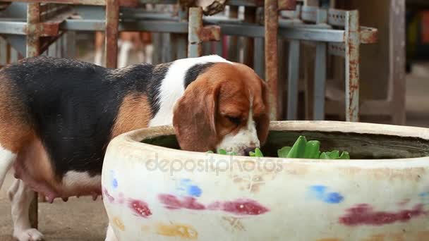 dois cães beagle estão bebendo água em jarra de água
 - Filmagem, Vídeo