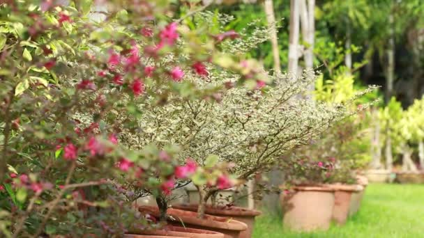 wiatr i piękne rośliny w ogrodzie - Materiał filmowy, wideo