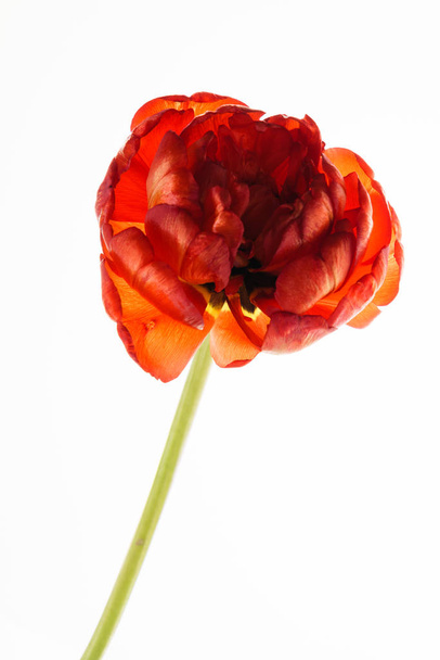 red tulip on white background - Фото, изображение