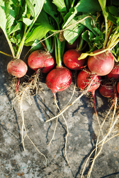 fresh raw radish - Foto, Imagem