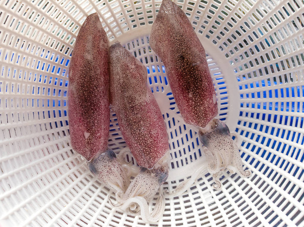 Calamares frescos en una bandeja
 - Foto, Imagen