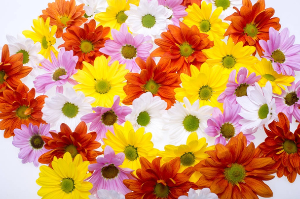 las coloridas flores de crisantemo
 - Foto, imagen