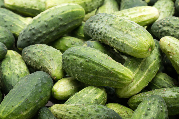 a lot of young cucumbers - Photo, Image