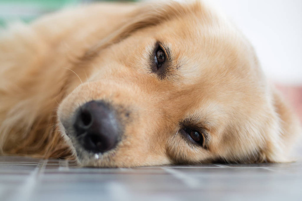 Close up of a golden dog. - Valokuva, kuva