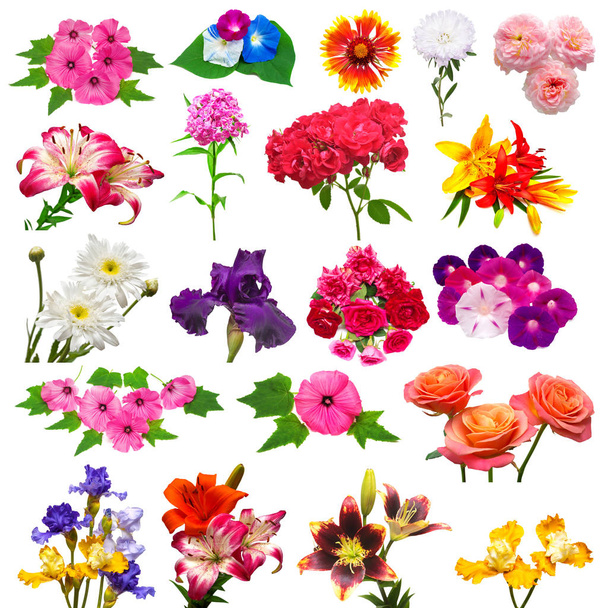 Colección de hermosas flores de colores
  - Foto, Imagen