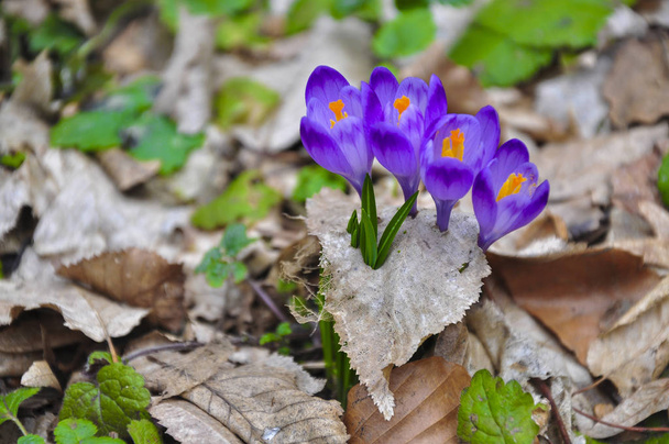 primavera flores violetas
 - Foto, Imagem