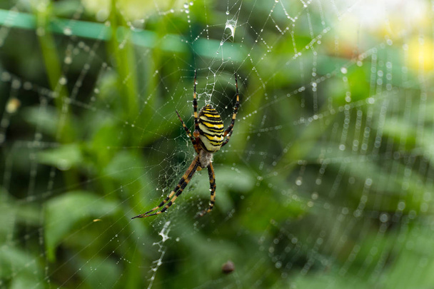 Spider on Web nella foresta verde
 - Foto, immagini