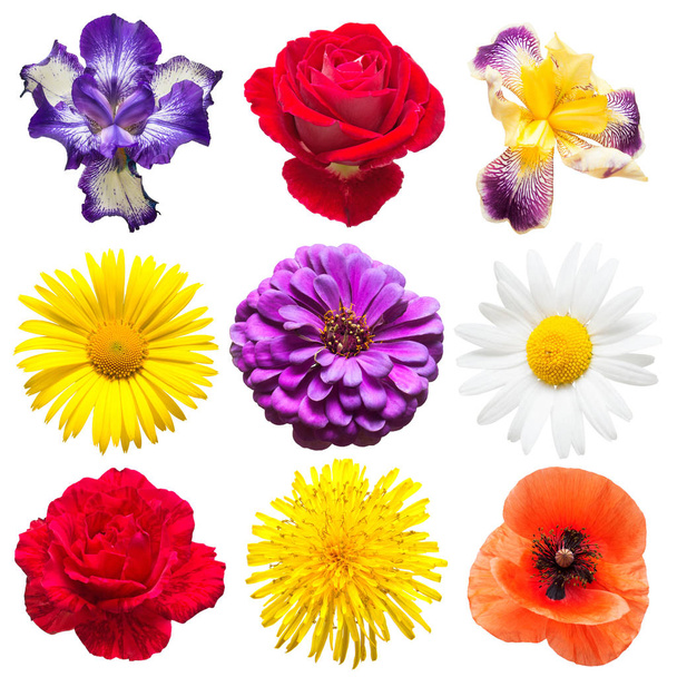 Coleção de flores bonitas
 - Foto, Imagem