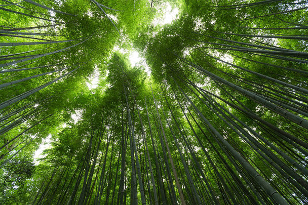 Forêt de bambous avec éruption solaire
  - Photo, image