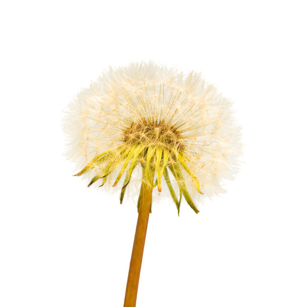 Una flor de diente de león
 - Foto, imagen