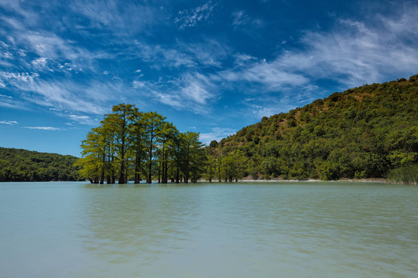 Bosque de ciprés pantano en el agua del lago Sukko
 - Foto, imagen