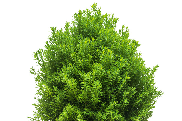 Thuja teddy branches  - Photo, Image