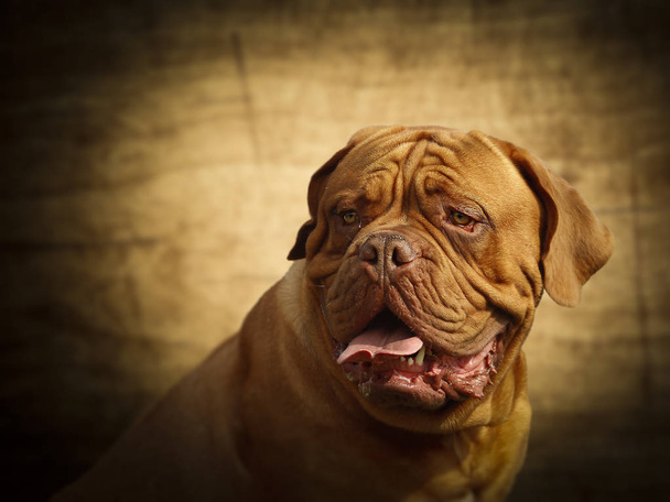 Französische Dogge - Bordeaux Hund - Foto, Bild
