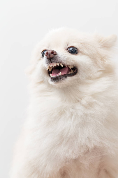witte Pommeren hond blaffen - Foto, afbeelding