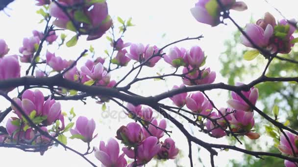 Magnolie fiorite nell'orto botanico
 - Filmati, video