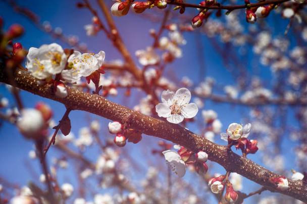 Apricot blossom close up - Foto, Imagem