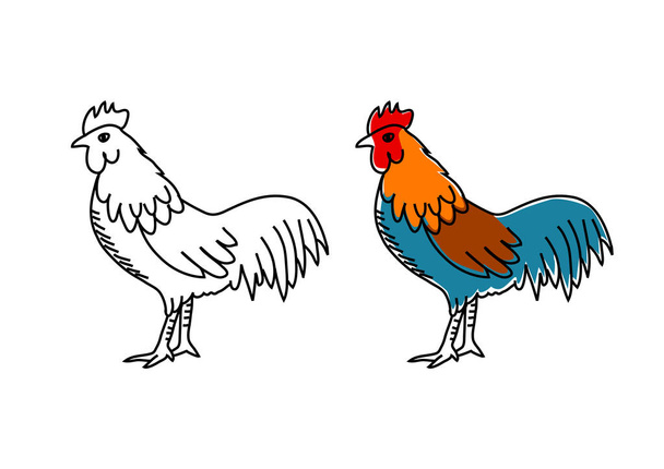 Rooster drawing on white background - Vector, Image